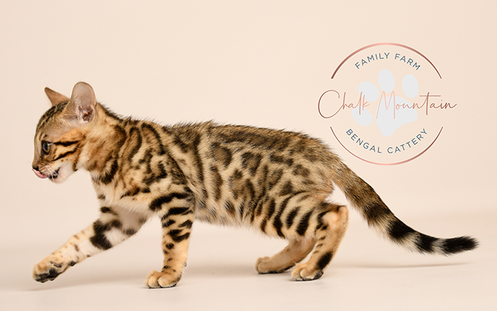 Bengal kitten for sale